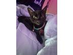 Adopt Bianca a Black (Mostly) Polydactyl/Hemingway / Mixed (short coat) cat in