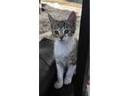 Adopt Baby Pink a Brown or Chocolate (Mostly) American Shorthair / Mixed (short