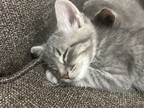 Adopt Spooky a Gray or Blue (Mostly) American Shorthair / Mixed (short coat) cat