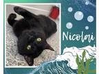 Adopt Nicolai a All Black Domestic Shorthair / Mixed cat in Hamilton