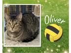 Adopt Oliver a Brown Tabby Domestic Shorthair / Mixed cat in Hamilton