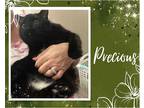 Adopt Precious a Black (Mostly) Domestic Shorthair / Mixed cat in Hamilton