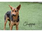 Adopt Chuppa a Black German Shepherd Dog / Labrador Retriever / Mixed (short