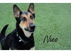 Adopt Nico a Black German Shepherd Dog / Mixed Breed (Medium) / Mixed (short