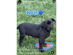 Adopt Kolt a Black Pug / Mixed Breed (Medium) / Mixed (short coat) dog in Oak
