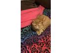 Adopt Aluxio a Orange or Red (Mostly) Domestic Shorthair / Mixed (short coat)