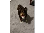 Adopt Buddy a Tricolor (Tan/Brown & Black & White) Australian Shepherd / Mixed