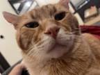 Adopt Fozzie a Orange or Red Domestic Shorthair / Mixed (short coat) cat in