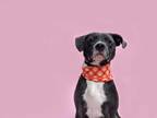 Adopt Kelso-ADOPT Me! a Black - with White American Pit Bull Terrier / Labrador