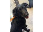 Adopt Sophie a Black Labrador Retriever / Jack Russell Terrier / Mixed dog in