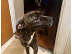 Adopt Pop Smoke a Brindle American Pit Bull Terrier / Beagle / Mixed dog in