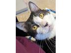 Adopt Suzie a White Domestic Shorthair / Domestic Shorthair / Mixed cat in