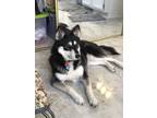 Adopt Valentine a Black - with White Husky / German Shepherd Dog / Mixed dog in