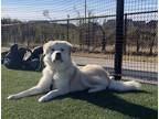 Adopt Rex a Tan/Yellow/Fawn - with White Great Pyrenees / Mixed dog in