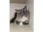 Adopt Gravy (Not Available) a White Domestic Shorthair / Domestic Shorthair /