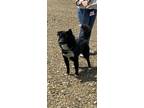 Adopt Oreo a Black - with White Pomsky / Mixed dog in Brockton, MA (41383560)