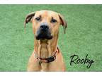 Adopt Rooby a Tan/Yellow/Fawn Doberman Pinscher / Mastiff / Mixed (short coat)