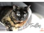 Adopt Truffles a All Black Domestic Shorthair / Domestic Shorthair / Mixed cat