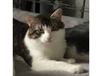 Adopt Gus Gus a Brown Tabby American Shorthair / Mixed (long coat) cat in