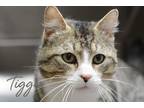 Adopt Tigger a Gray or Blue Domestic Shorthair / Domestic Shorthair / Mixed cat