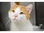 Adopt Apricot a White Domestic Shorthair / Domestic Shorthair / Mixed cat in