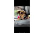 Adopt Lyra a Brown/Chocolate Foxhound / Beagle / Mixed dog in Newark