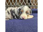 Miniature Australian Shepherd Puppy for sale in Lynchburg, OH, USA