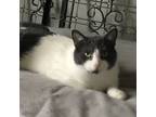 Adopt Plankton a White (Mostly) American Shorthair / Mixed (medium coat) cat in