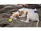 Adopt Lucy a White - with Brown or Chocolate Treeing Walker Coonhound / Mixed