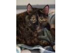 Adopt Missy a Tortoiseshell Domestic Shorthair (short coat) cat in Temple