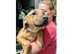 Adopt Roman a Tan/Yellow/Fawn - with Black Black Mouth Cur / Shepherd (Unknown