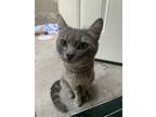 Adopt ???? a Gray, Blue or Silver Tabby Domestic Mediumhair / Mixed (medium