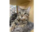 Adopt Pete a Gray, Blue or Silver Tabby Domestic Shorthair (short coat) cat in