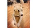 Adopt Marley a White Border Collie / Great Pyrenees / Mixed dog in Little Rock