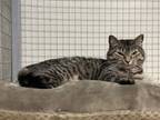 Adopt Wiz a Gray or Blue Domestic Shorthair / Domestic Shorthair / Mixed cat in
