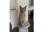 Adopt Tommy a Orange or Red American Shorthair / Mixed (short coat) cat in Round