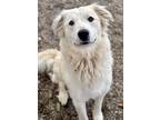 Adopt Pixel a White Great Pyrenees / Mixed dog in Red Bluff, CA (41388914)