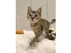 Adopt Mylah a Brown or Chocolate Domestic Shorthair / Domestic Shorthair / Mixed