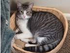 Adopt Jinkx a Gray or Blue (Mostly) Domestic Shorthair / Mixed (short coat) cat