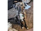Adopt Spring a Brindle - with White Border Collie / Mixed dog in Tulsa