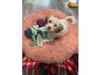 Adopt Candyland a White - with Red, Golden, Orange or Chestnut Maltipoo / Mixed