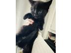 Adopt Shadow a Black (Mostly) Domestic Shorthair / Mixed (short coat) cat in