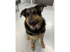 Adopt Arlo a German Shepherd Dog / Mixed dog in Topeka, KS (41389008)