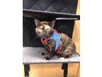 Adopt Tortilla a Tortoiseshell American Shorthair / Mixed (short coat) cat in