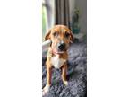 Adopt Simba a Red/Golden/Orange/Chestnut - with White Catahoula Leopard Dog /
