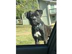 Adopt Cooper a Black - with White Boxer / Mixed dog in Coatesville