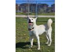 Adopt Sangchu a White - with Tan, Yellow or Fawn Jindo / Mixed dog in Ottawa