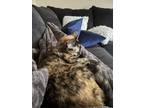 Adopt Tabasco a Tortoiseshell Domestic Shorthair / Mixed (short coat) cat in