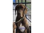 Adopt Jose a Brown/Chocolate Great Dane / Mixed dog in Jupiter, FL (39712191)