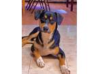 Adopt Toby a Black Pitsky / Mixed dog in Amityville, NY (41389015)